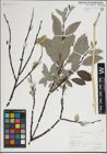 Foto von Salix lapponum L.